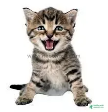 Cat Funny Pic - Cat Image Download 2023 - biraler pic - NeotericIT.com - Image no 12