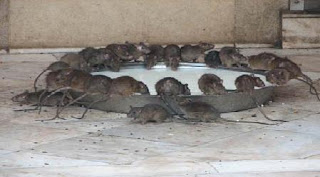 5 Cara Ampuh Usir Tikus dari Rumah