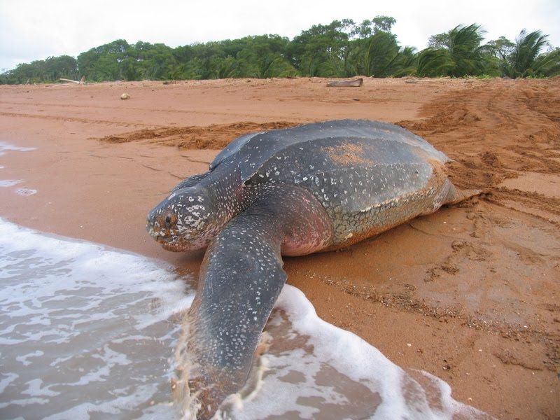 Labi-labi Keajaiban Kura-kura yang Menghuni Lautan