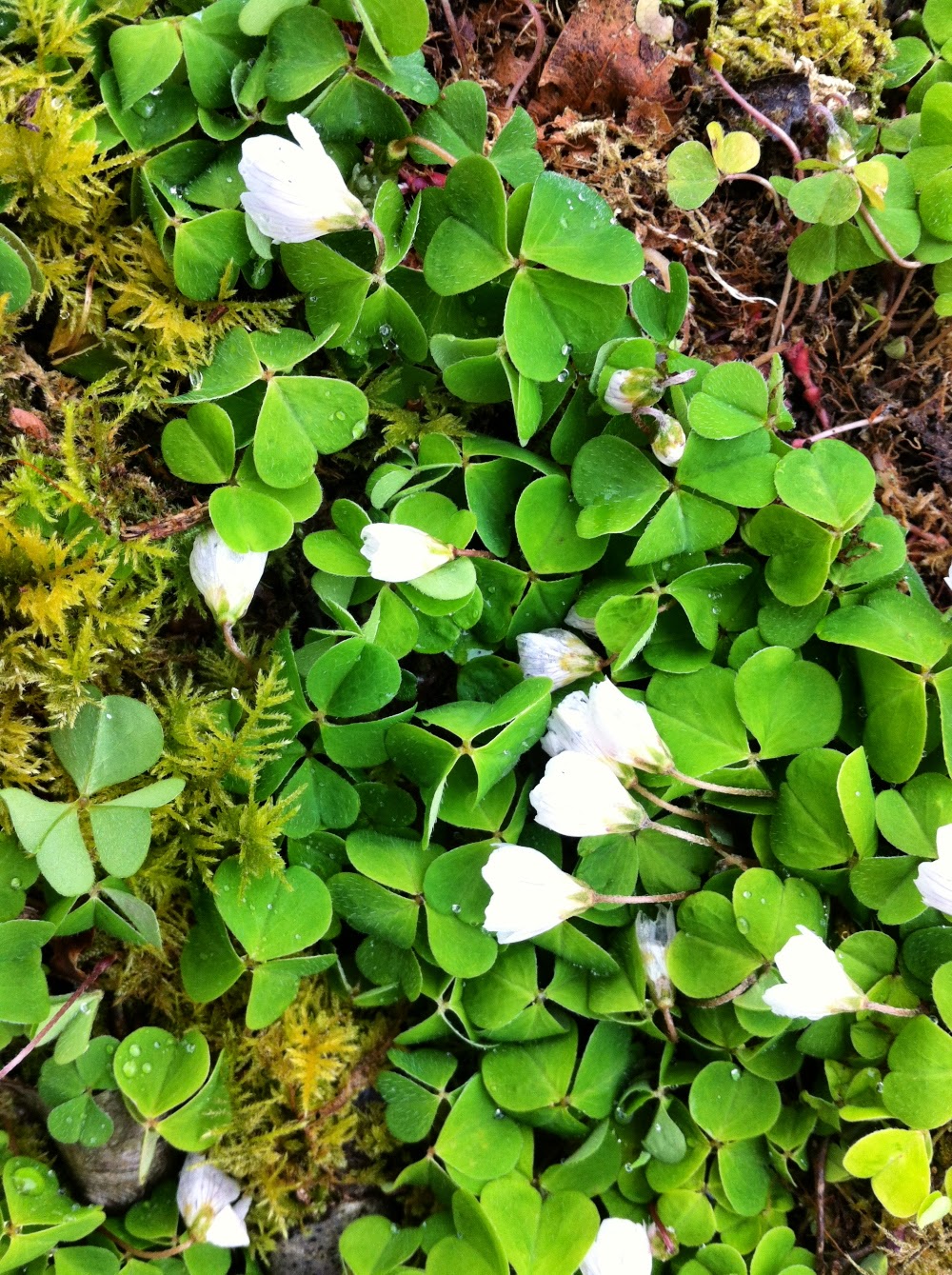 Raw Edible Plants Wood Sorrel Oxalis Acetosella