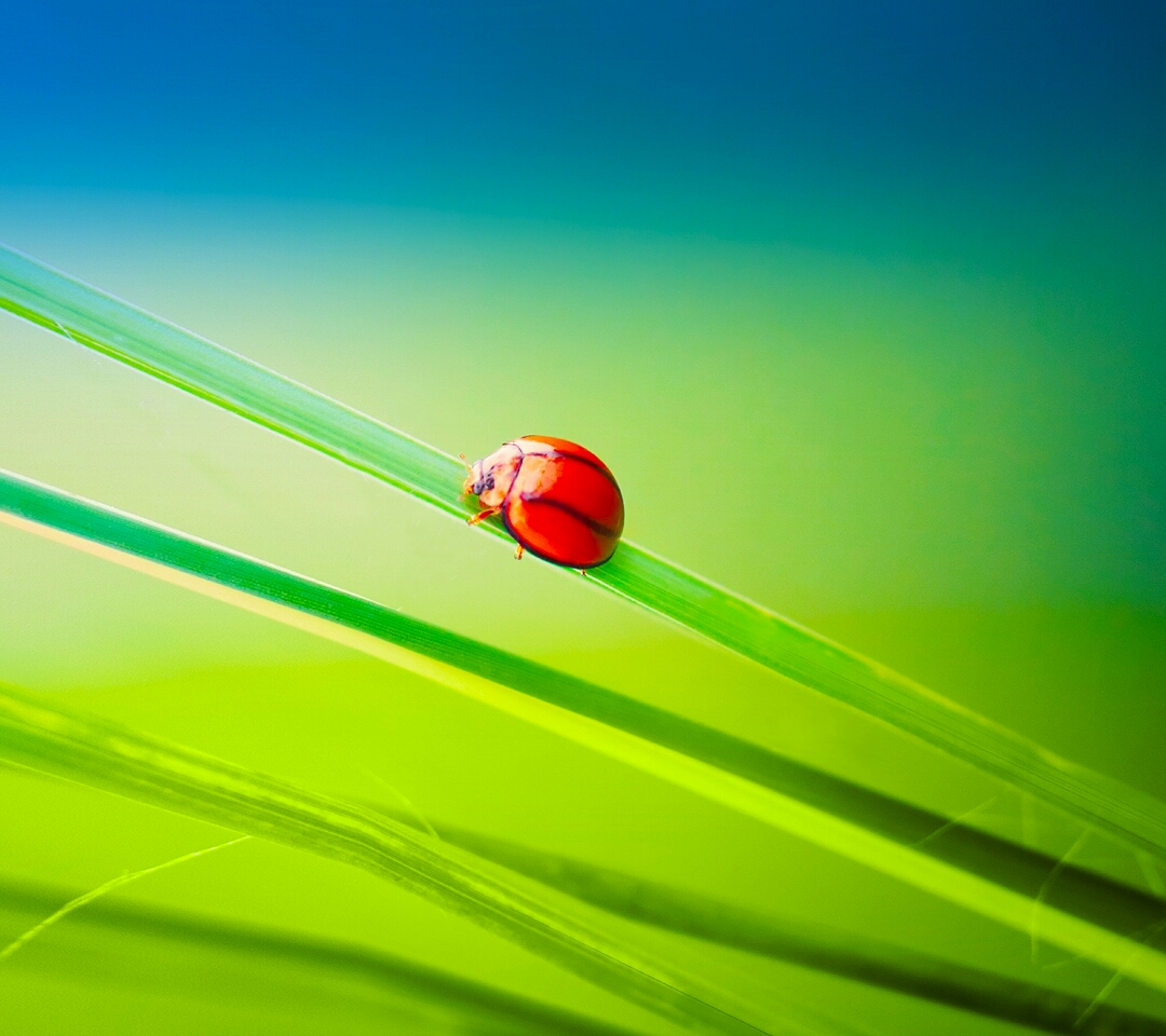 ... , IOS, Windows Phone and Desktop: Motorola Droid Razr M Wallpaper