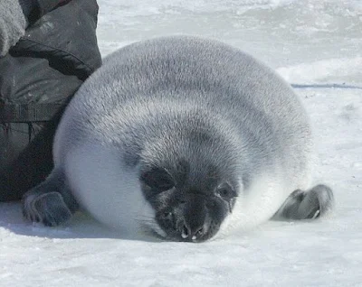 A hooded seal pup