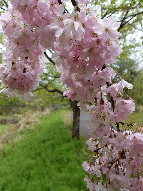 オオヤマザクラ（大山桜）