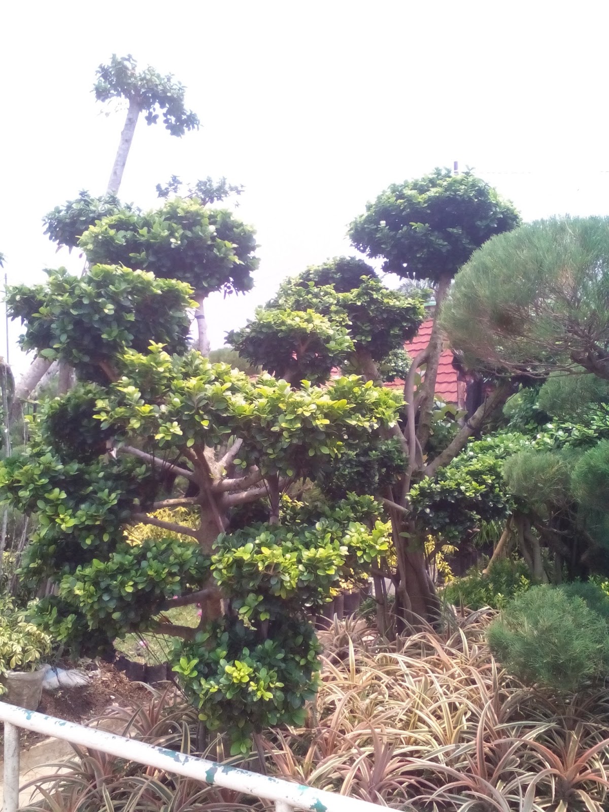 Jual pohon bonsai beringin korea  beringin kompacta 
