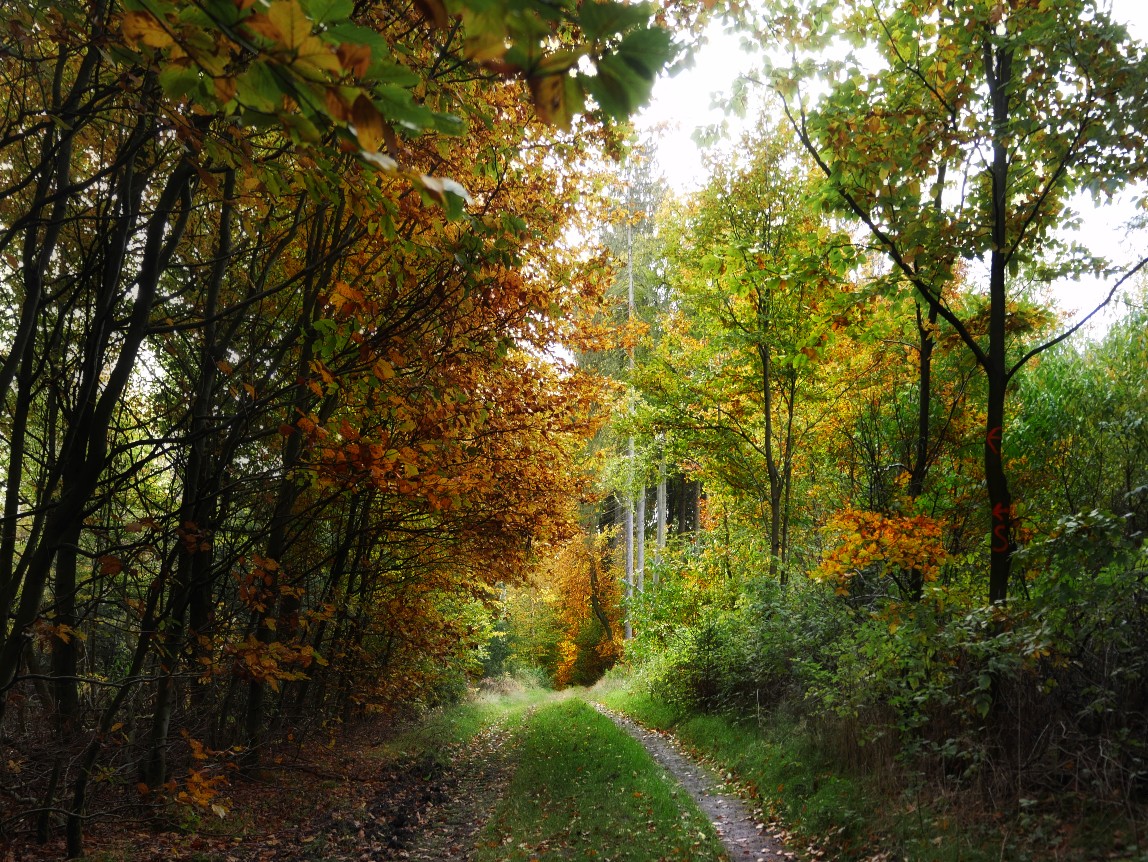 Bismarck, wald, aumühle