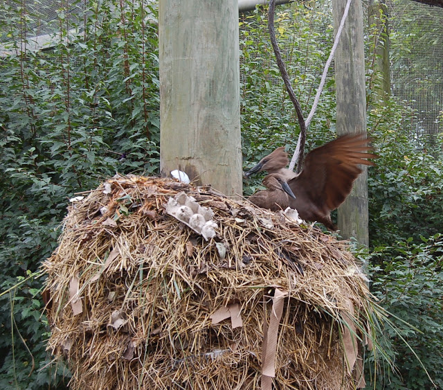 Two hamerkops are on their nest of straw, grass, cardboard, egg cartons, and other materials. The nest is six feet wide and wraps around a large post.