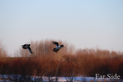 Ducks in the air