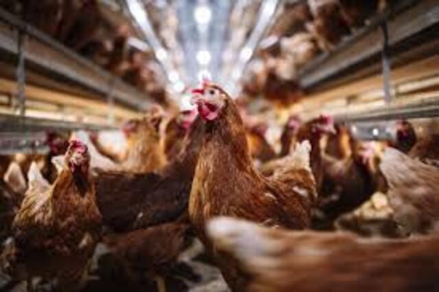 Bird Flu FAQ: Avian Influenza