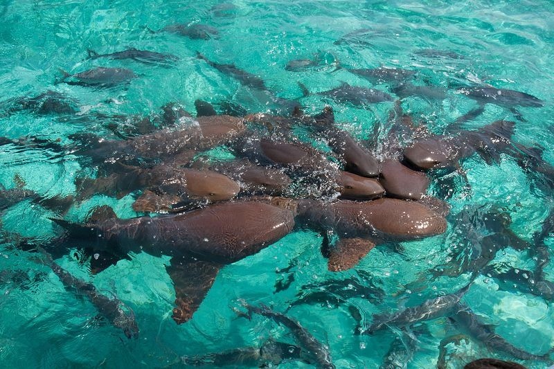 shark-ray-alley-2