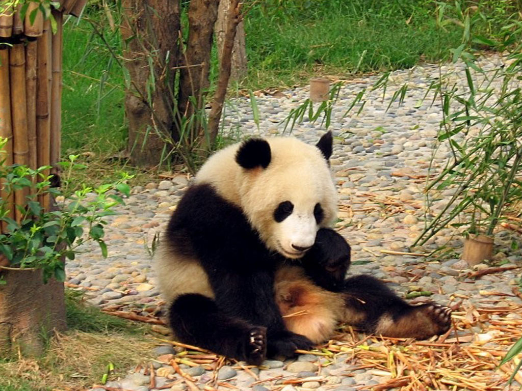 Funny Panda Desktop