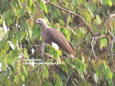 Grey Headed Fish Eagle (Botanic Gardens 21 June 2015) 