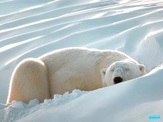 Polar Bear Wallpapers