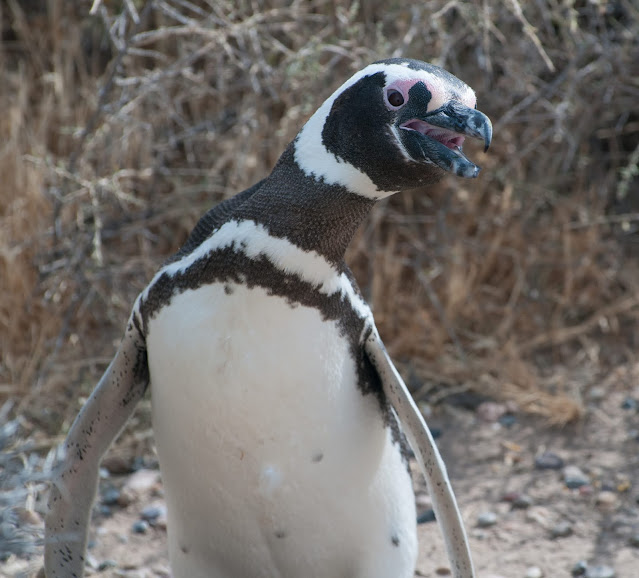 Penguin love @ Punta Tombo, Argentina