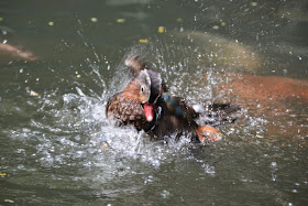 KL Bird Park