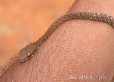 Tree snake juvenile