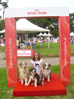 pastor australiano na exposição canina do estoril