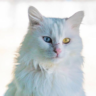 Personalidade e Comportamento gatos angorá turco