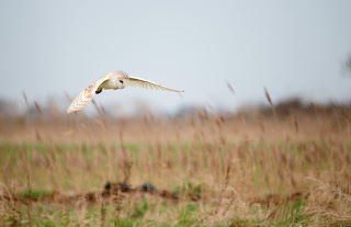 Josh Jaggard, Barn Owl