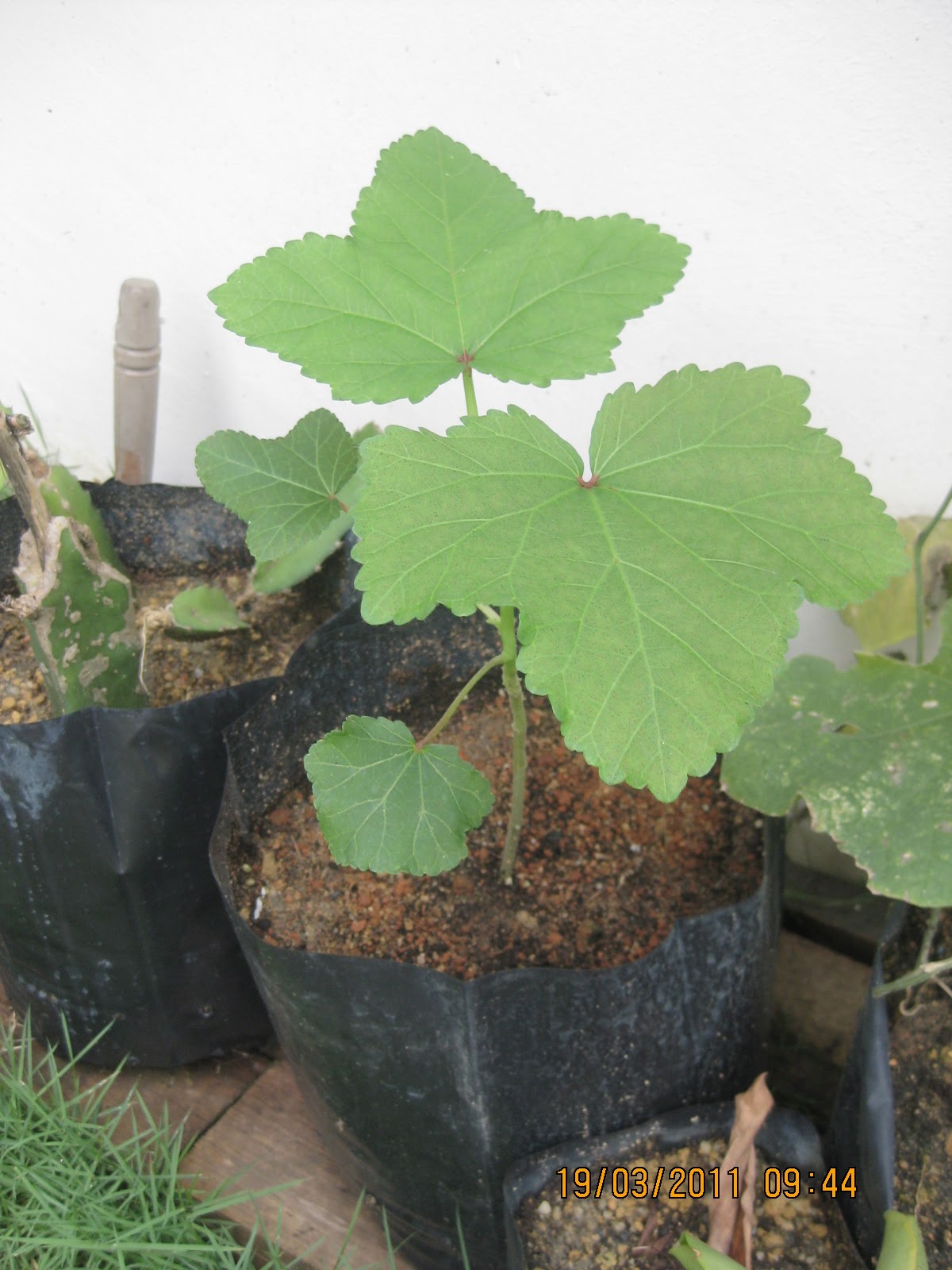  Gambar Norin Garden Asas Penjagaan Pokok Bunga Ros Laman 