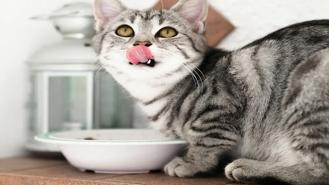 Cat Eat Diabetes Food