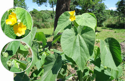 Abutilon pauciflorum