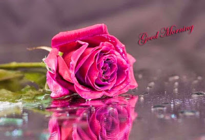 morning-pink-rose-images