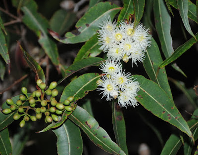 Red Bloodwood (Corymbia gummifera)