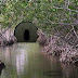 Mangrove Forest Escape