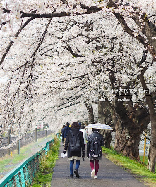 日帰りで宮城の一目千本桜を見に行ってきた