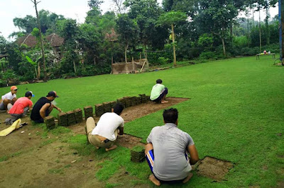 harga rumput taman rumah 1 meter