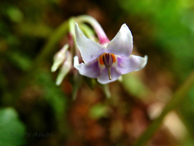 Conandron ramondioides