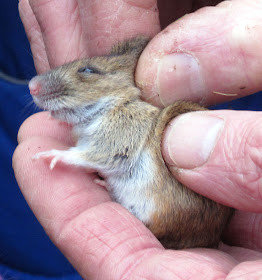 A wood mouse being held firmly but gently in Jubilee Country Park