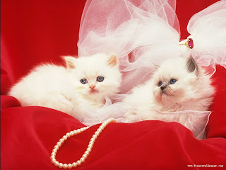 Cute Cats Wallpapers