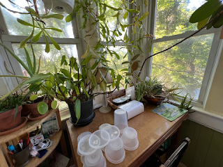 A sunny room with plants and drying food containers