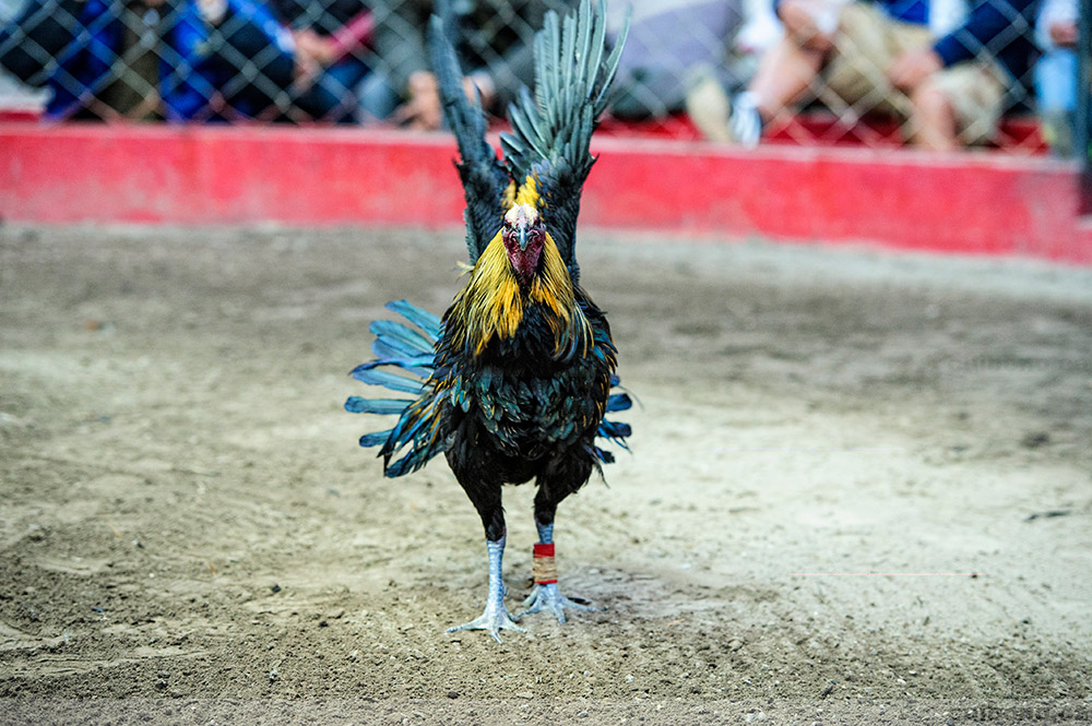 Ayam Peruvian Ayam Aduan Populer Dari Peru - Berita Sabung ...