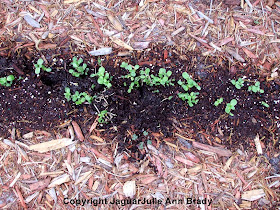 Critter Digging in my Sunflower Seedlings March 28 2014