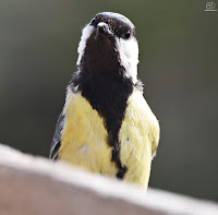 Carbonero común. (Parus major)