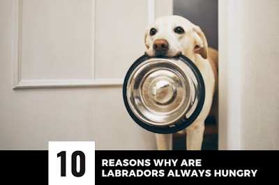 Why Are Labradors Always Hungry