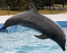 Delfín con cola artificial