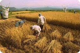 Merauke as the Rice Warehouse