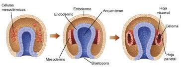 Resultado de imagen para gastrulacion