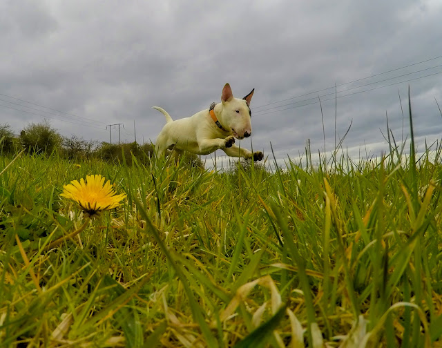 Baxter the Englsih Bull Terrier, Glenn Johnstone