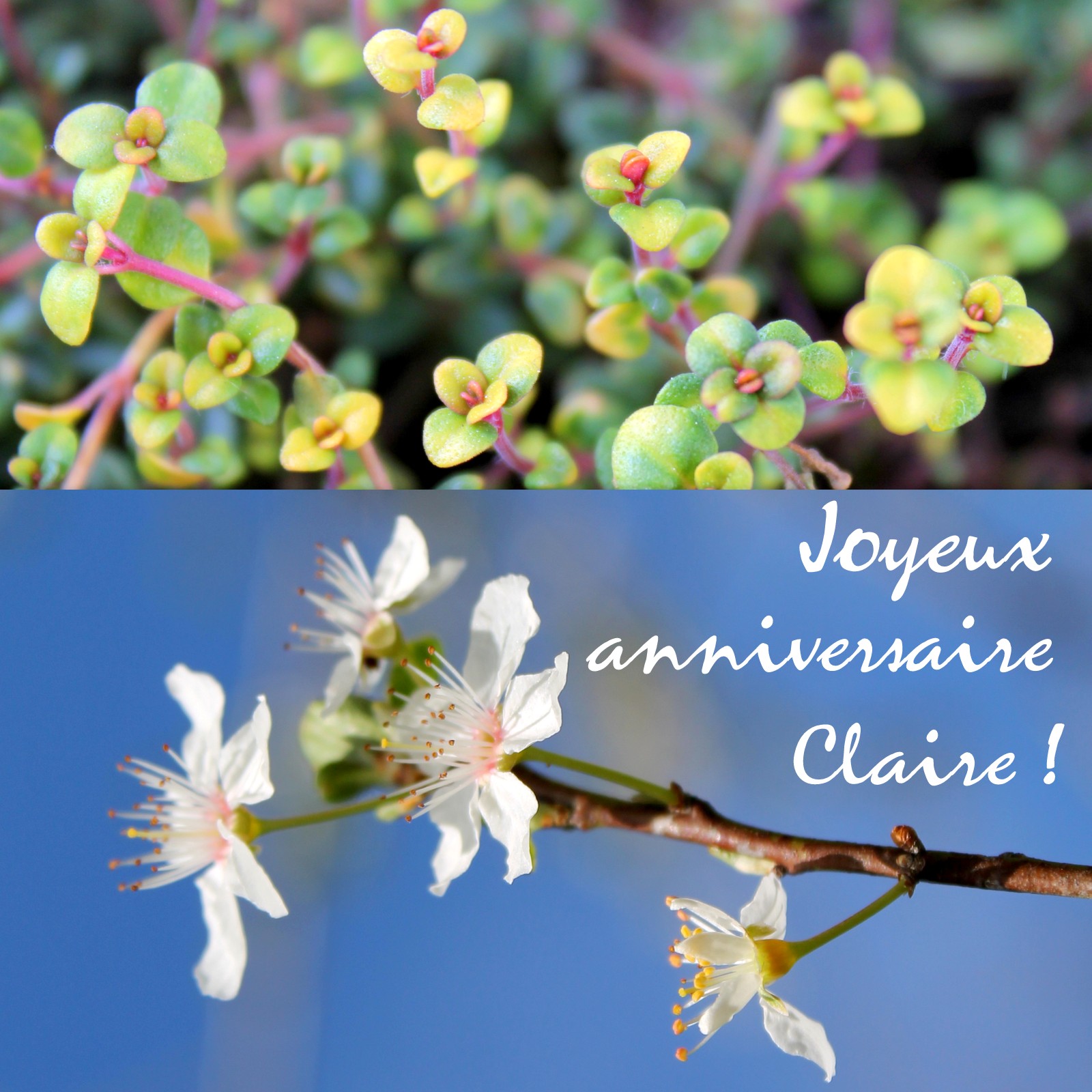 Randonnez Vous Dans Ce Blog Joyeux Anniversaire Claire