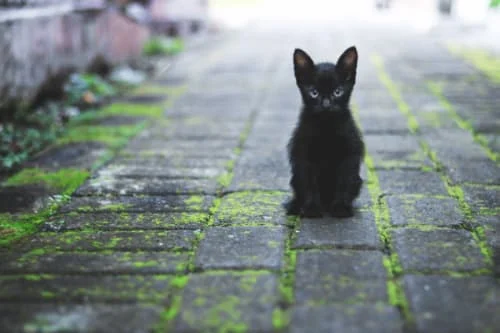 ブラックスワンならぬ黒い猫