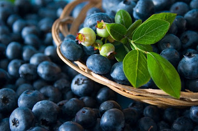 Beberapa Manfaat Dari Buah Blueberry Bagi Kesehatan Tubuh