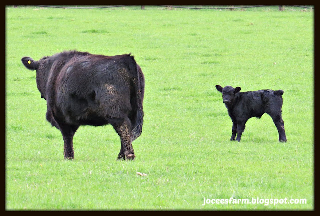 Calf time @ Jocees Farm