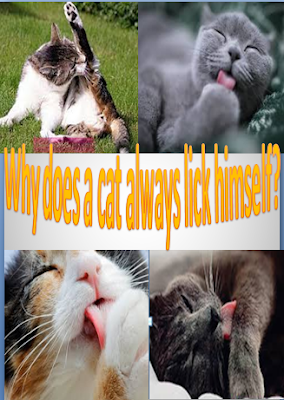 Why does a cat always lick himself?