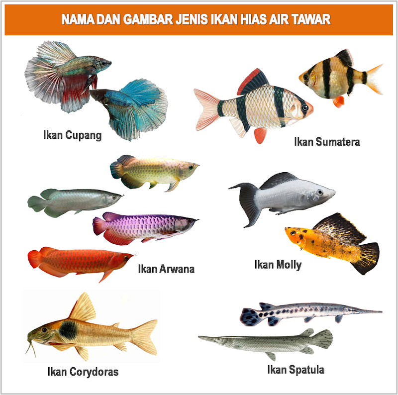 Top Terbaru 22+ Gambar Jenis Ikan Laut