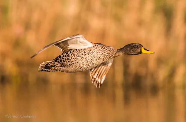 Yellow-Billed Duck: Canon EOS 70D  / Woodbridge Island Milnerton Cape Town