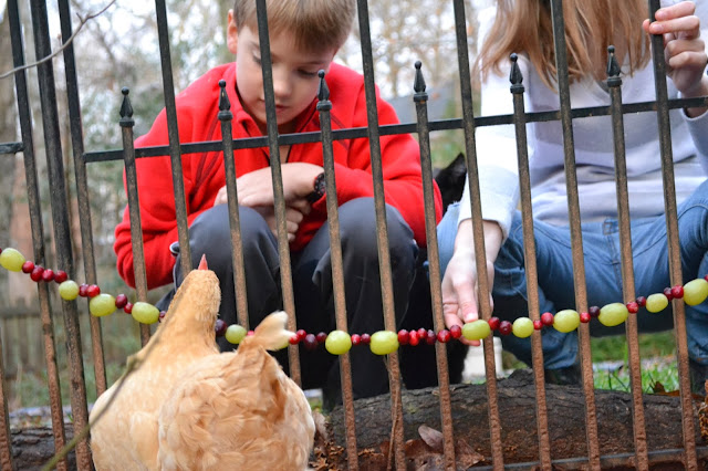 backyard chickens, chicken treats, http://growingdays.blogspot.com